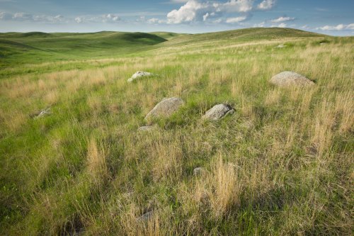 A grassy landscape with scattered rocks and rolling hills under a blue sky with fluffy clouds.