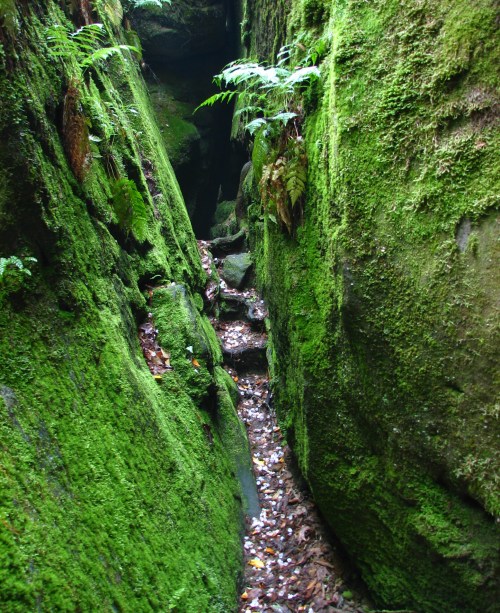 A narrow, moss-covered canyon with lush green walls and a rocky path leading through it.