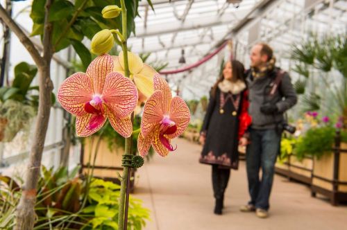 A vibrant orchid in focus with a couple walking in a greenhouse filled with lush plants in the background.