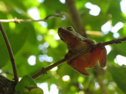 A close-up of a frog perched on a branch, surrounded by green leaves, with its orange underbelly visible.