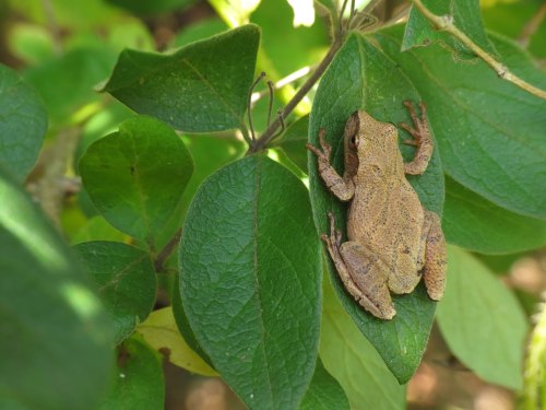 A small brown frog resting on a green leaf among other leaves in a natural setting.