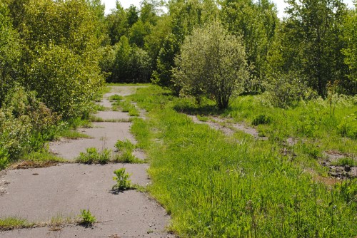 Overgrown concrete path surrounded by lush greenery and trees under a clear blue sky.