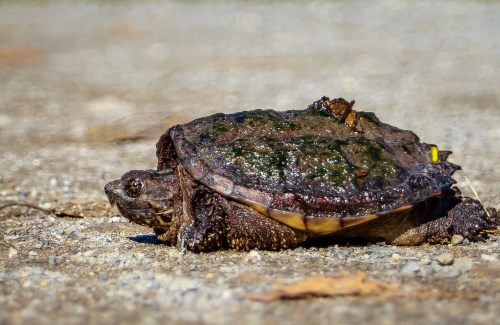 A close-up of a turtle with a mossy shell, resting on a gravel surface.
