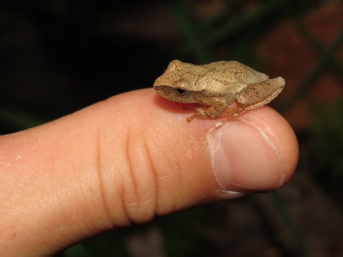 A small frog perched on the tip of a person's finger, showcasing its textured skin and delicate features.