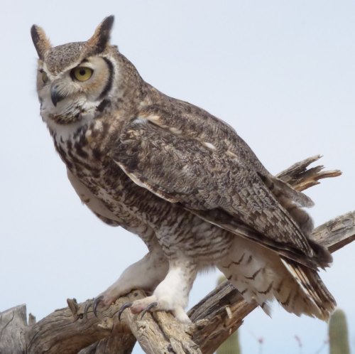 A great horned owl perched on a branch, showcasing its distinctive tufts and mottled brown feathers.