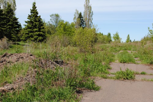 Overgrown path with patches of grass and shrubs, surrounded by trees under a clear blue sky.
