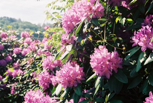 A vibrant display of pink rhododendron flowers surrounded by lush green leaves under a bright sky.
