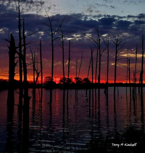 Silhouetted trees against a vibrant sunset reflecting on calm water.