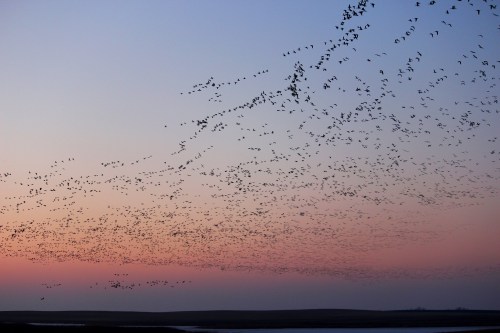 A flock of birds flying in a vibrant sunset sky, creating a beautiful silhouette against the colorful horizon.