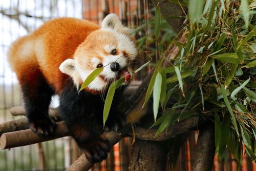 A red panda munches on bamboo while perched on a branch, showcasing its fluffy orange and black fur.