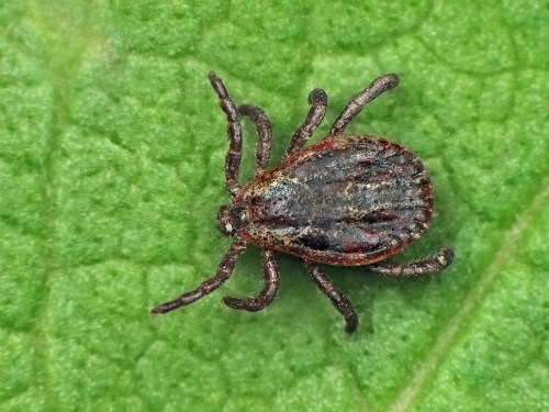 Close-up of a tick on a green leaf, showcasing its textured body and legs.