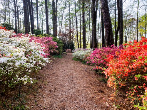 A serene path through a forest lined with vibrant azalea flowers in shades of pink, white, and red.