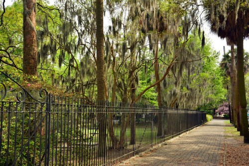 Lush green trees draped with Spanish moss line a paved path beside a black iron fence in a tranquil park setting.