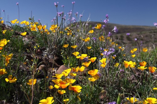 A vibrant field of yellow and purple wildflowers under a clear blue sky.
