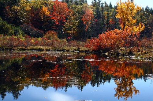 Vibrant autumn foliage reflects in a calm pond, surrounded by trees in shades of red, orange, and yellow.