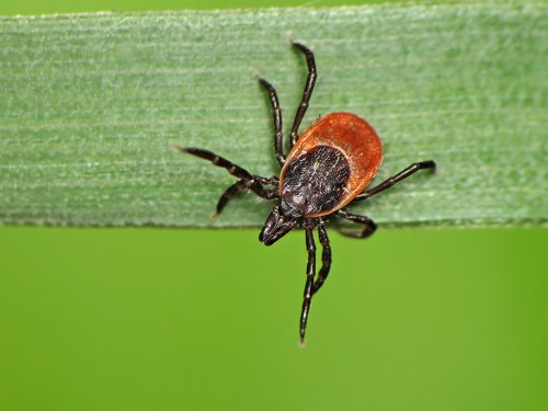 Close-up of a tick on a green leaf, showcasing its reddish-brown body and black markings.