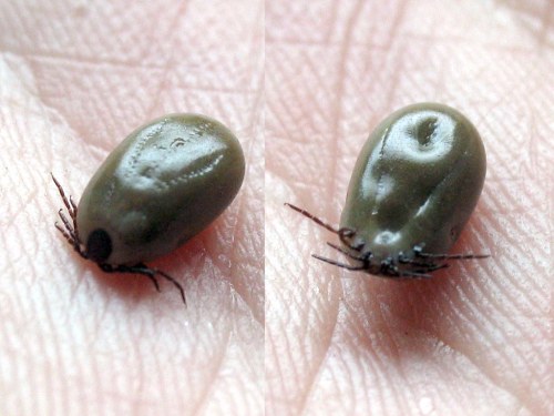 Close-up of a tick on a human hand, showing its oval shape and dark coloration.