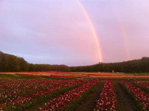 A vibrant field of tulips in various colors under a rainbow and a soft, cloudy sky.