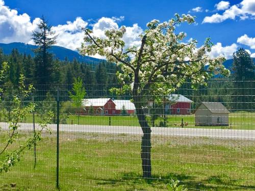 A flowering tree in a grassy field, with a red barn and mountains in the background under a blue sky.