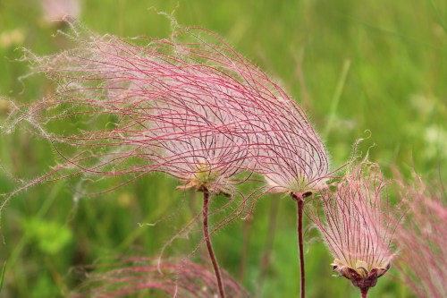 Delicate pink flower heads with long, wispy filaments against a blurred green background.