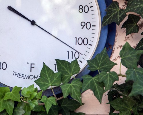 A close-up of a thermometer showing temperatures above 100°F, surrounded by green ivy leaves.