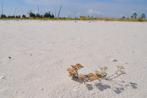 A small plant with clusters of flowers grows on a sandy beach, with sparse trees in the background under a blue sky.