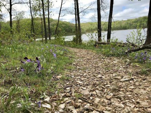 A gravel path lined with wildflowers leads to a serene lake, surrounded by lush green trees and a cloudy sky.