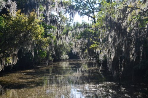 A serene river scene surrounded by trees draped in Spanish moss, reflecting sunlight on the water's surface.