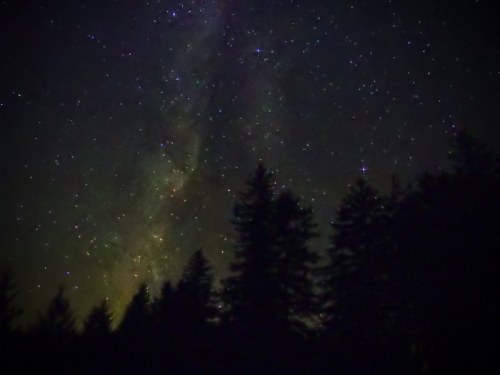 A starry night sky filled with stars, with silhouettes of tall trees in the foreground.