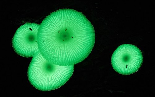 Glowing green mushrooms against a dark background, showcasing their unique luminescent features.