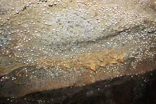 Close-up of a cave ceiling covered in shiny mineral formations and small droplets, creating a textured appearance.