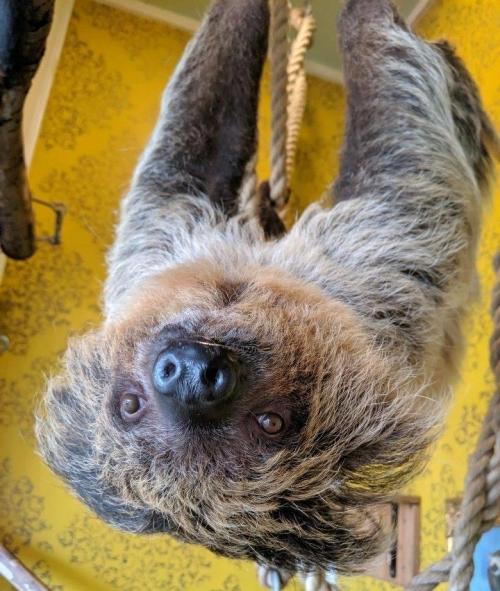 A sloth hanging upside down from a rope, with a textured yellow wall in the background.