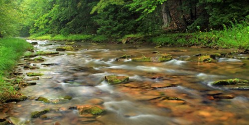 A serene stream flows over smooth stones, surrounded by lush green foliage and trees.