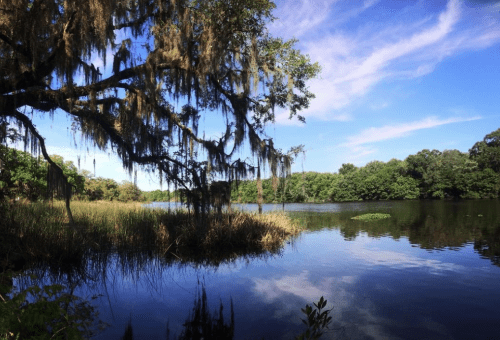 A serene lake surrounded by lush greenery and trees draped in Spanish moss under a bright blue sky.
