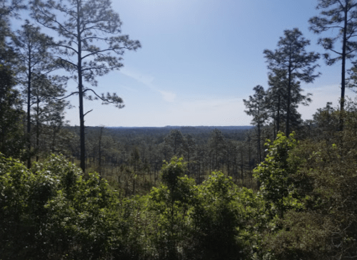 A scenic view of a forest with tall pine trees and a clear blue sky in the background.