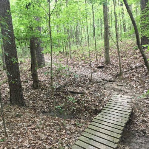 A wooden bridge crosses a small path in a lush, green forest with tall trees and scattered leaves on the ground.