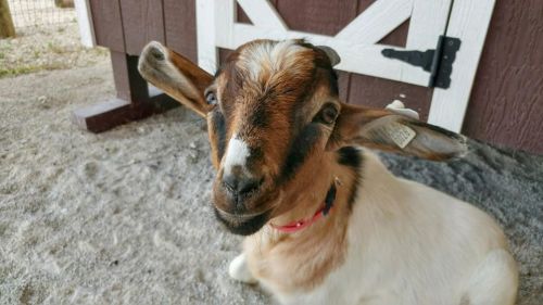 A close-up of a goat with distinctive markings, sitting on sandy ground near a barn.