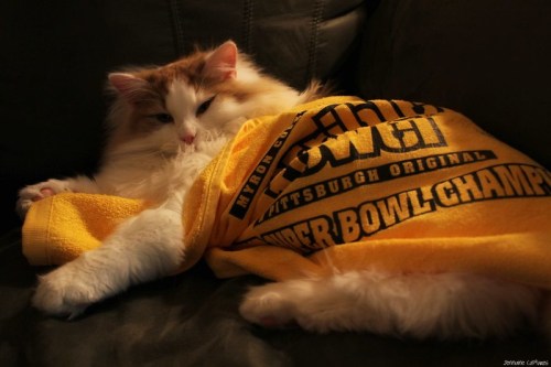 A fluffy cat lounging on a couch, wearing a yellow Pittsburgh Steelers Super Bowl champions towel.