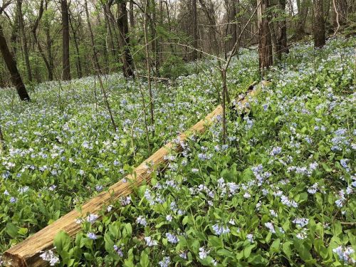 A forest floor covered in vibrant blue flowers and green foliage, with a fallen log in the background.