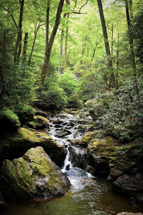 A serene forest scene featuring a small stream flowing over moss-covered rocks, surrounded by lush green trees.