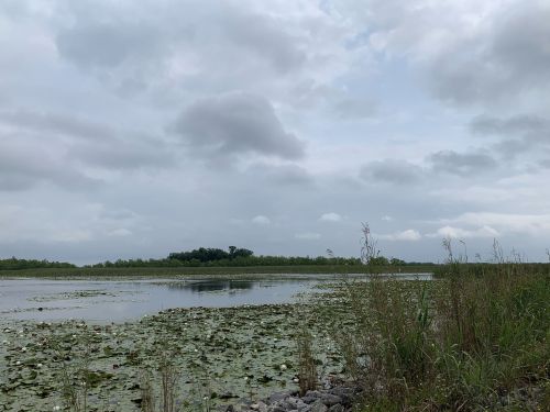 A calm waterway surrounded by lily pads and tall grasses under a cloudy sky.