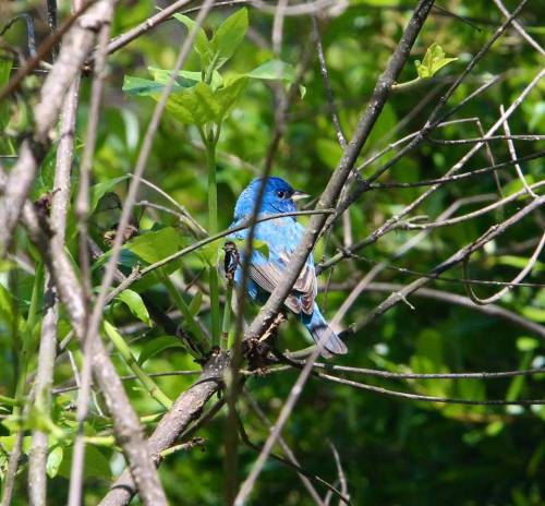 A vibrant blue bird perched among green leaves and branches in a natural setting.