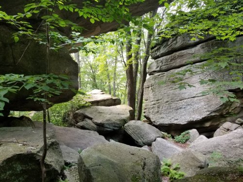 A serene forest scene featuring large, moss-covered rocks and lush green foliage. Sunlight filters through the trees.
