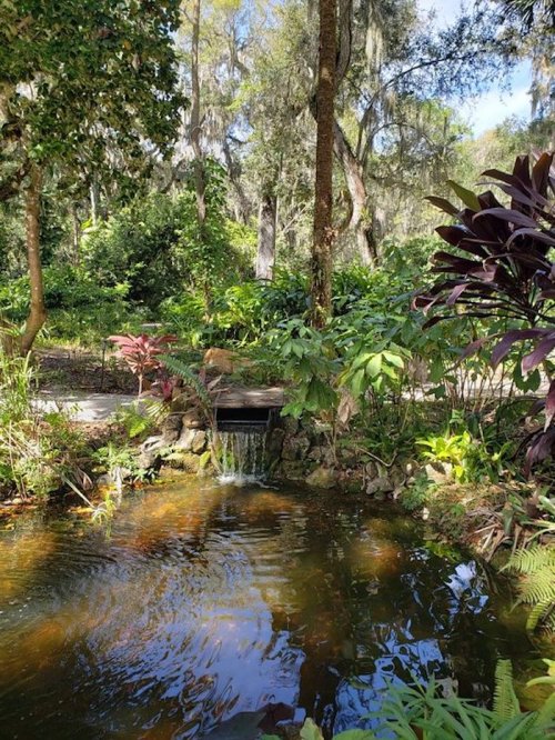 A serene garden scene featuring a small pond with a gentle waterfall, surrounded by lush greenery and tropical plants.