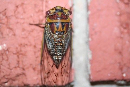 Close-up of a cicada resting on a brick wall, showcasing its detailed wings and colorful body.