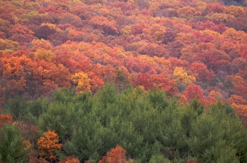 A vibrant autumn landscape featuring a mix of orange, red, and green trees in a dense forest.