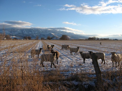 A flock of sheep grazing in a snowy field with mountains and a blue sky in the background.