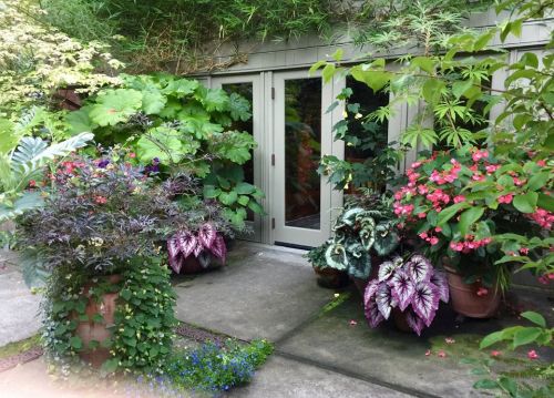 Lush garden scene with various potted plants and flowers surrounding a glass door, creating a vibrant, green atmosphere.