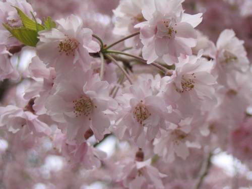 Delicate pink cherry blossoms in full bloom, with soft petals and green leaves against a blurred background.