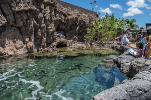 Visitors observe a clear pond surrounded by rocks and greenery, with a blue sky and clouds above.